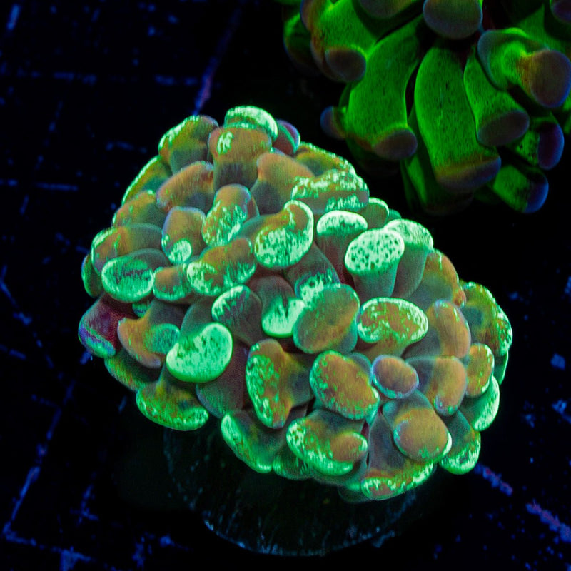 Goldie Locks Hammer Coral with branching fleshy heads in reef aquarium