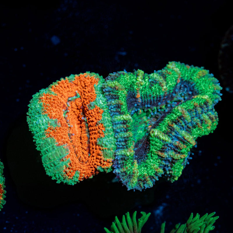 Graphed Acan Coral with fleshy polyps in reef aquarium