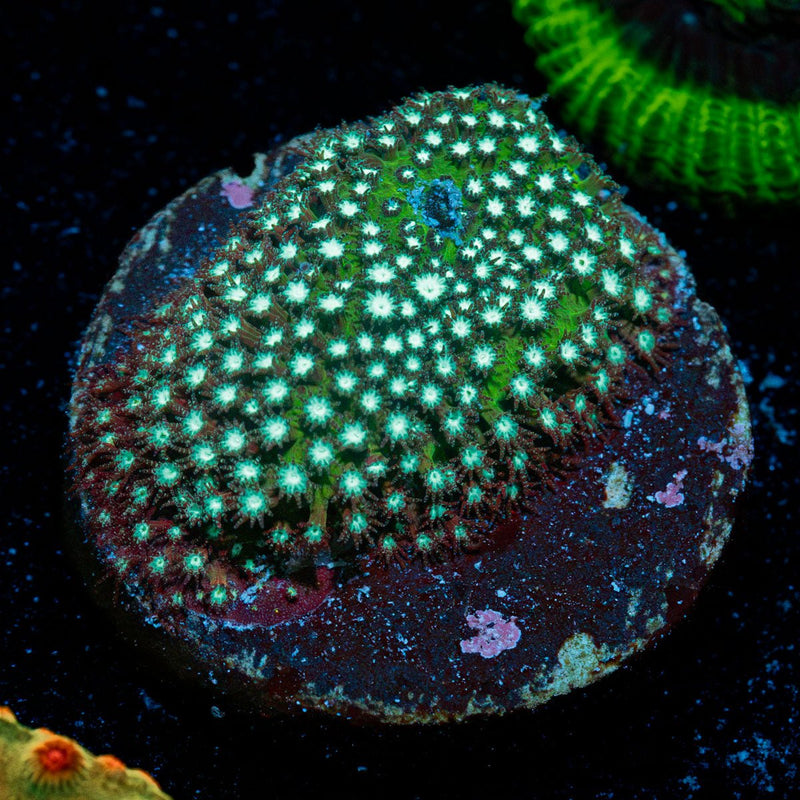 Grassy Green Stylostinellia Coral with encrusting growth in reef aquarium