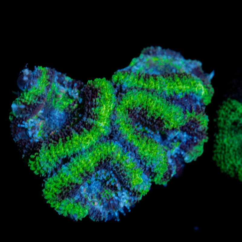 Green Acan Micromussa Coral with fleshy polyps in reef aquarium