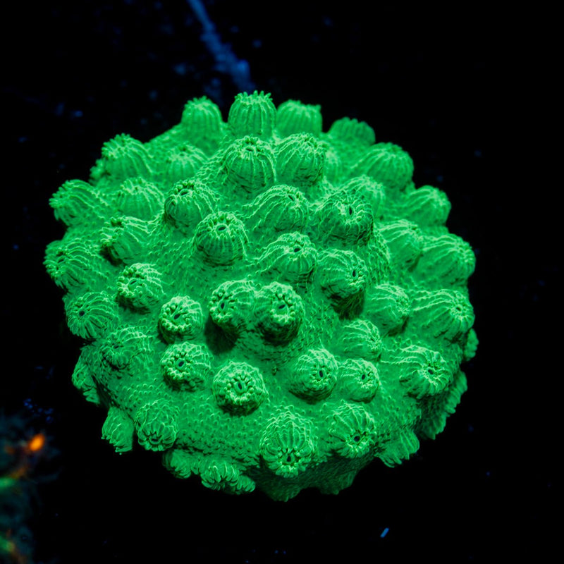 Green Cyphastrea Coral with encrusting growth in reef aquarium