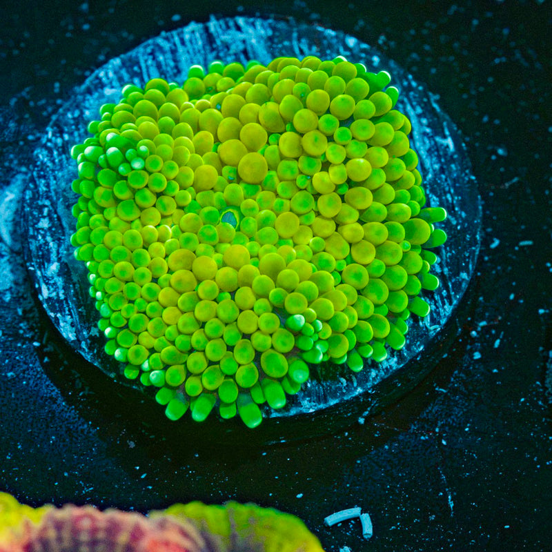 Green FL Ricordea Mushroom Coral with mushroom disc in reef aquarium