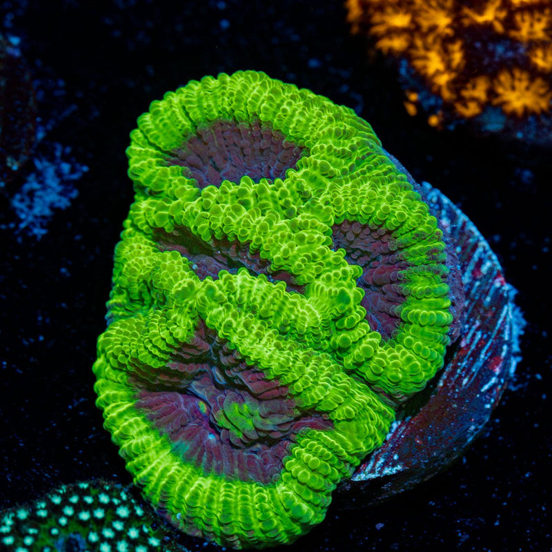 Green Goblin Favia Coral with encrusting growth in reef aquarium