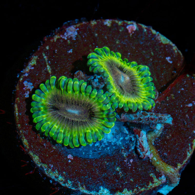 Green Goblin Zoanthid Coral with colony growth in reef aquarium