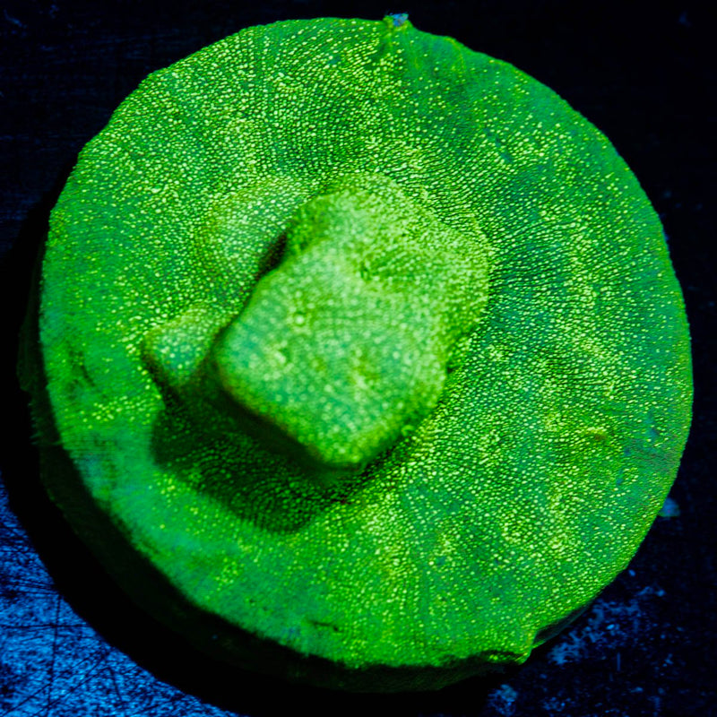 Green Lantern Litho Coral with encrusting growth in reef aquarium