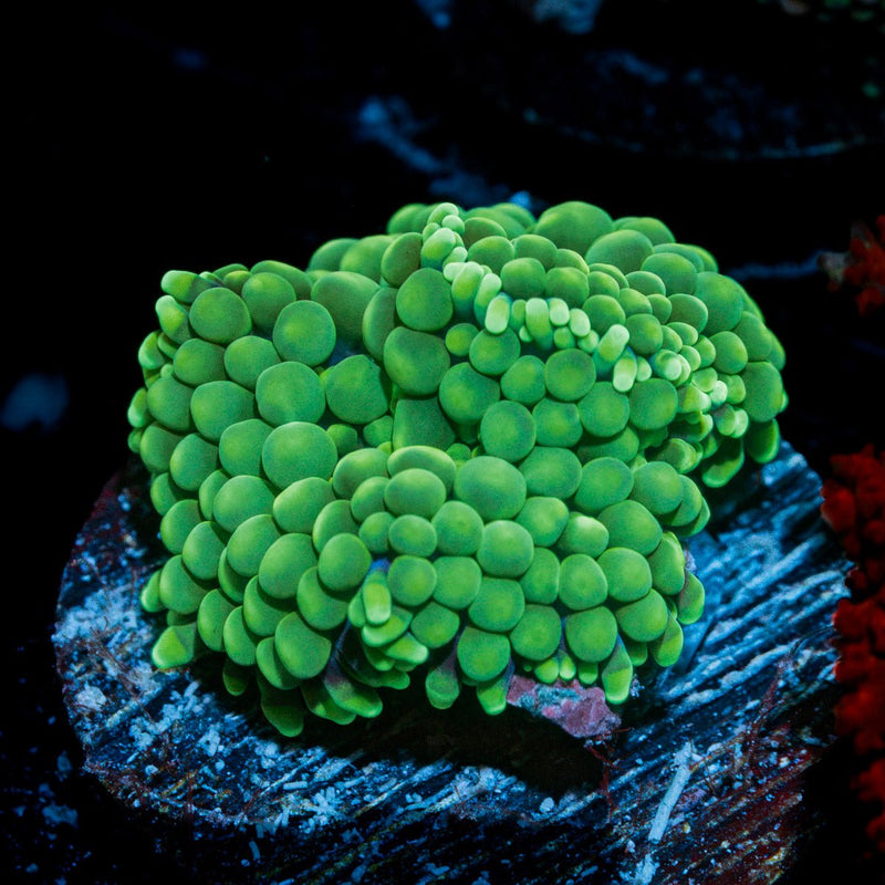 Green Ricordea Mushroom Coral with mushroom disc in reef aquarium