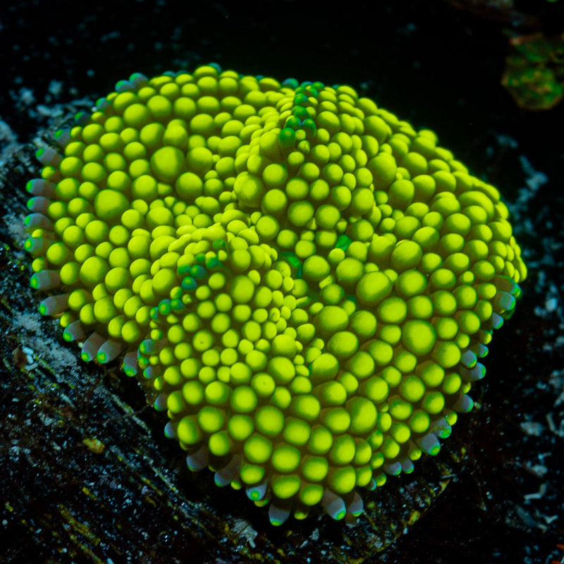 Green Ricordea Mushroom Coral with mushroom disc in reef aquarium