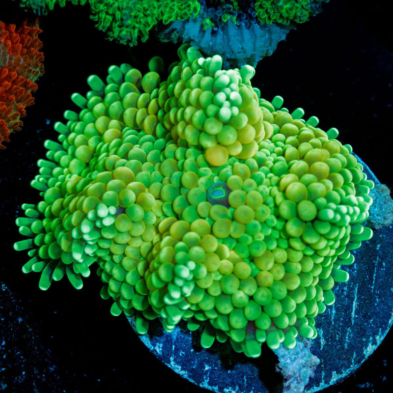Green Ricordea Mushroom Coral with mushroom disc in reef aquarium