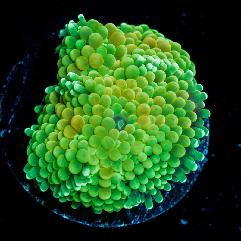 Green Ricordea Mushroom Coral with mushroom disc in reef aquarium