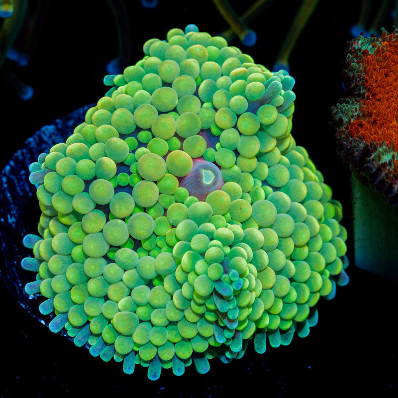 Green Ricordea Mushroom Coral with mushroom disc in reef aquarium