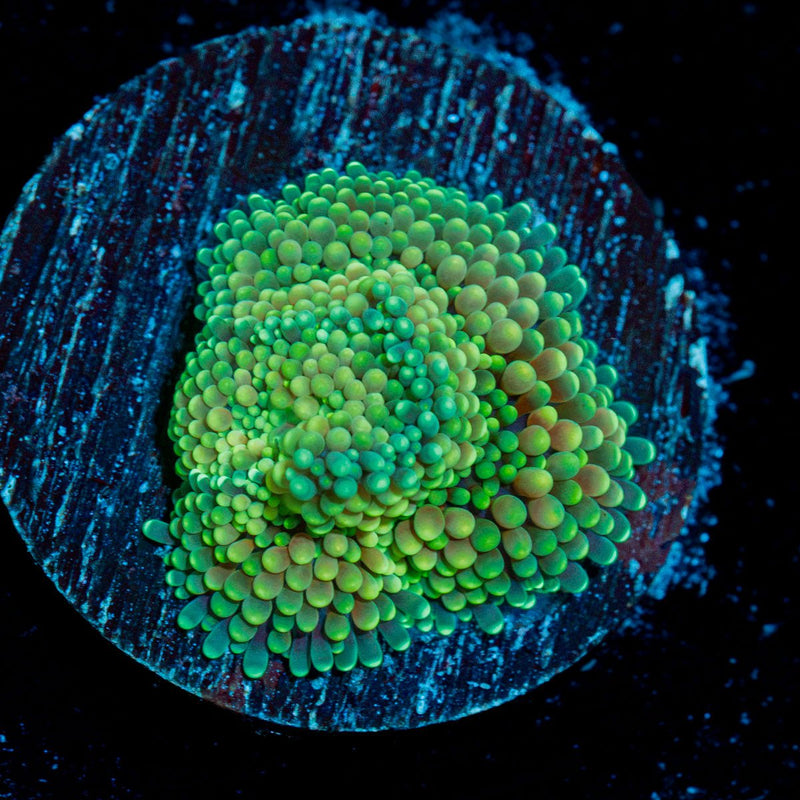 Green Ricordea Mushroom Coral with mushroom disc in reef aquarium