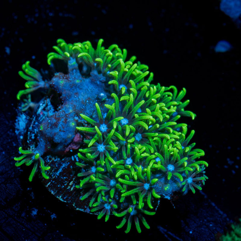 Green Star Polyp coral with encrusting growth in reef aquarium
