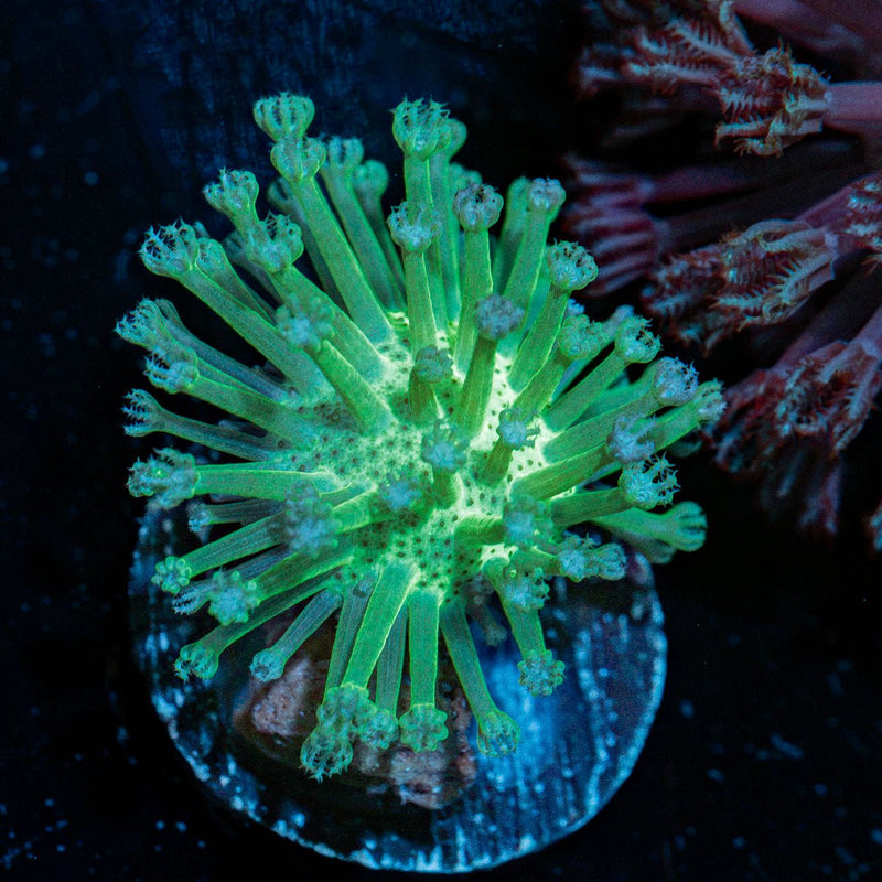 Green Toadstool Leather Coral with soft coral mushroom disc in reef aquarium