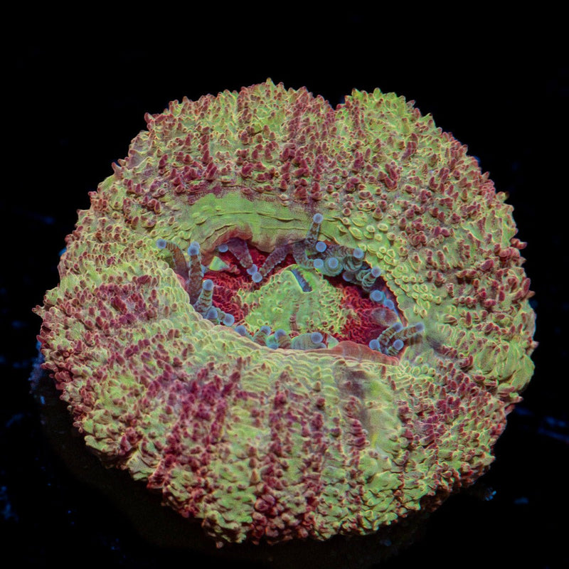 Hawk Eye Asian Acan Coral with fleshy polyps in reef aquarium