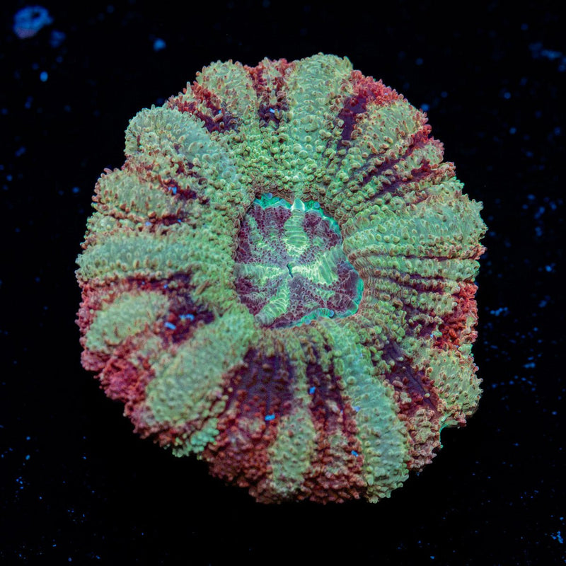 Hawk Eye Asian Acan coral with fleshy polyps in reef aquarium