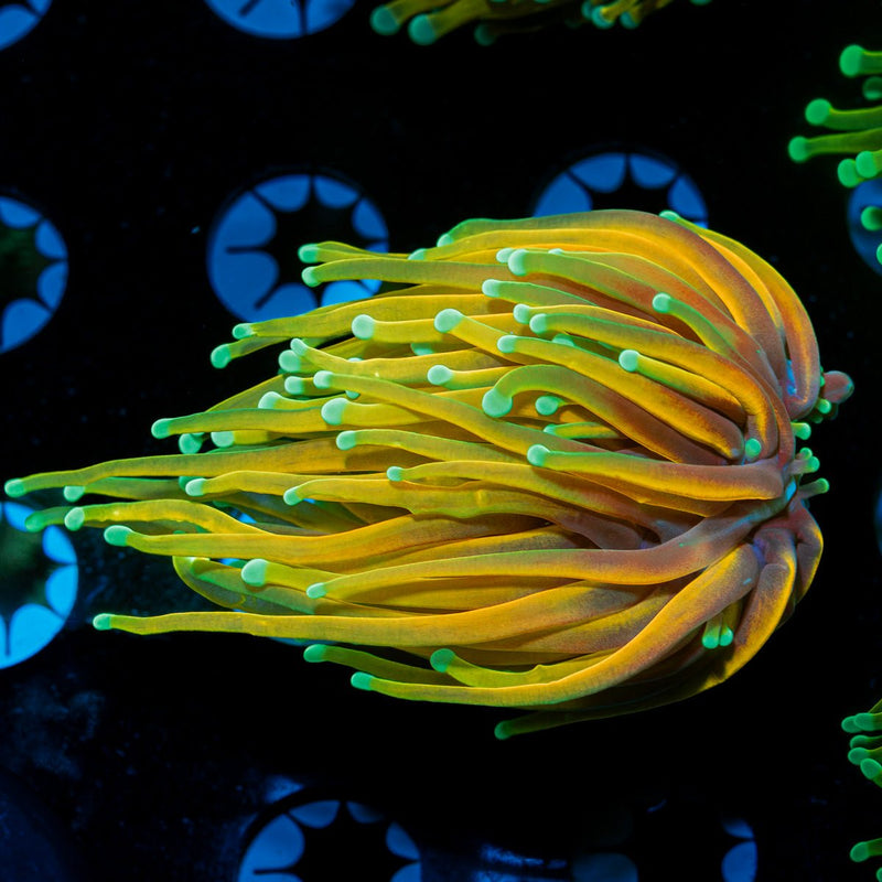 Hell Fire Torch Euphyllia Coral with flowing tentacles in reef aquarium