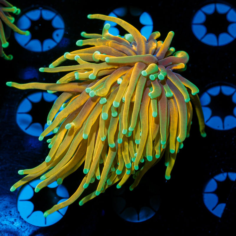 Hell Fire Torch Euphyllia Coral with flowing tentacles in reef aquarium