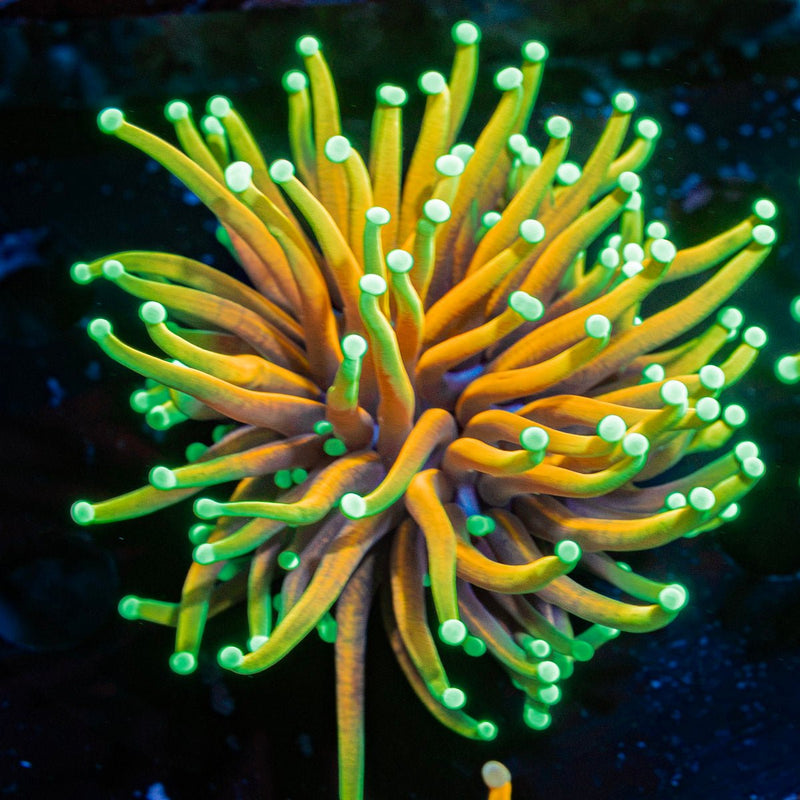 Hellfire Torch Euphyllia Coral with flowing tentacles in reef aquarium