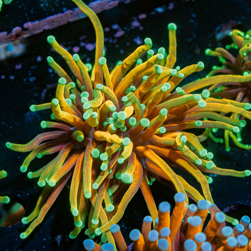 Hellfire Torch Euphyllia Coral with flowing tentacles in reef aquarium