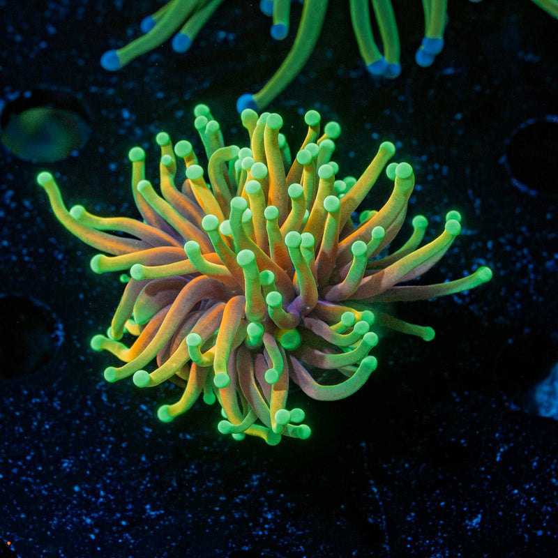 Hellfire Torch Euphyllia Coral with flowing tentacles in reef aquarium