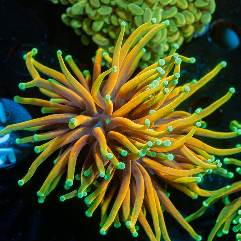 Hellfire Torch Euphyllia Coral with flowing tentacles in reef aquarium