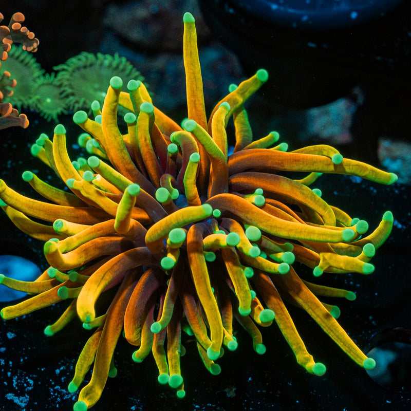 Hellfire Torch Euphyllia Coral with flowing tentacles in reef aquarium