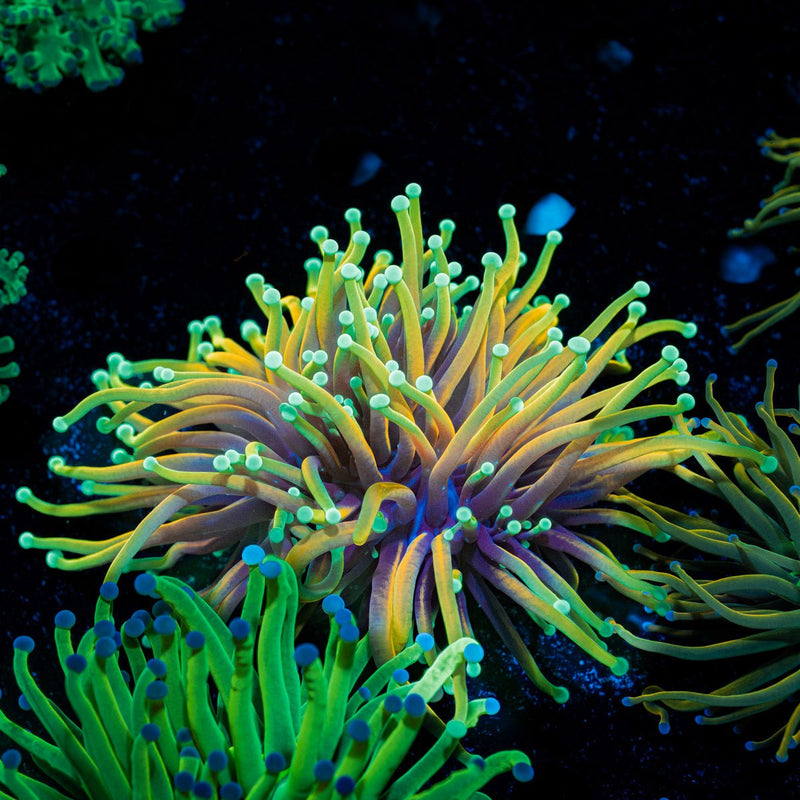 Hellfire Torch Euphyllia Coral with flowing tentacles in reef aquarium