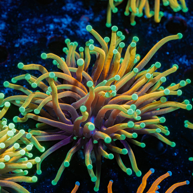Hellfire Torch Euphyllia Coral