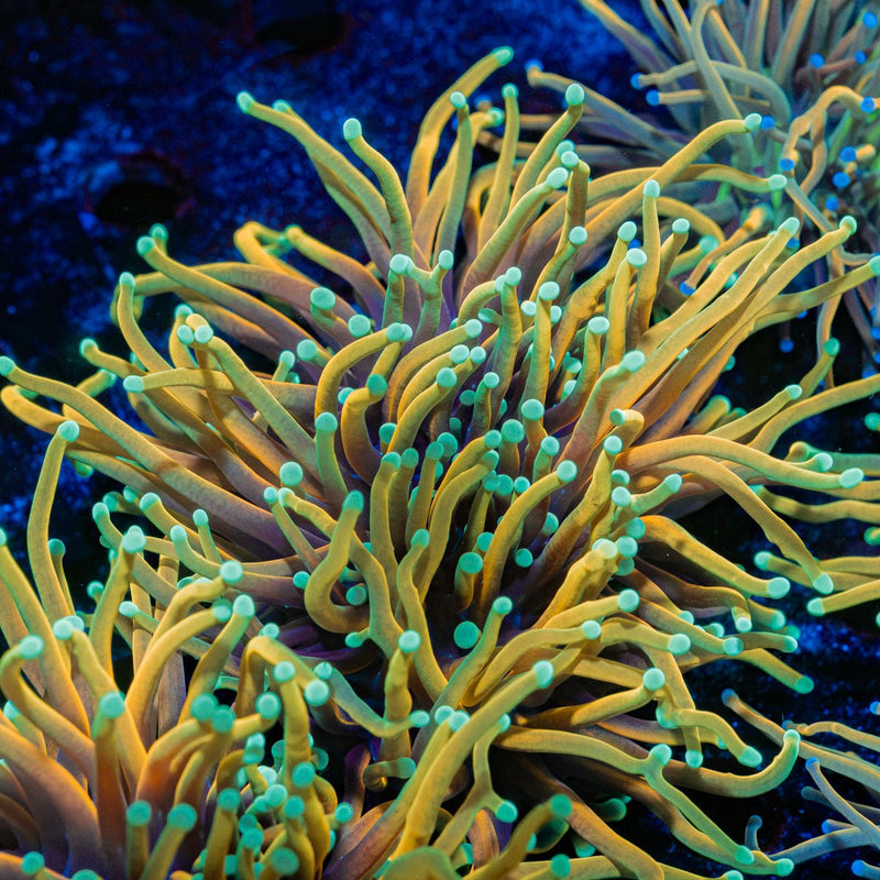 Hellfire Torch Euphyllia Coral