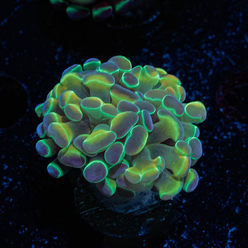 Hologram Hammer Coral with branching fleshy heads in reef aquarium