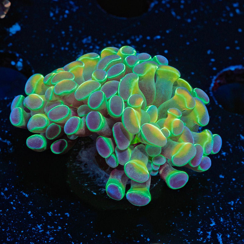 Hologram Hammer Coral with branching fleshy heads in reef aquarium