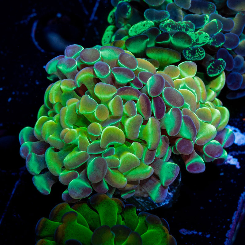 Hologram Hammer Euphyllia Coral with branching fleshy heads in reef aquarium