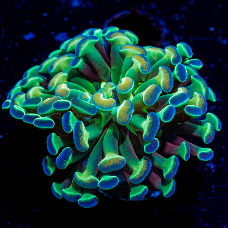 Hologram Hammer Euphyllia Coral