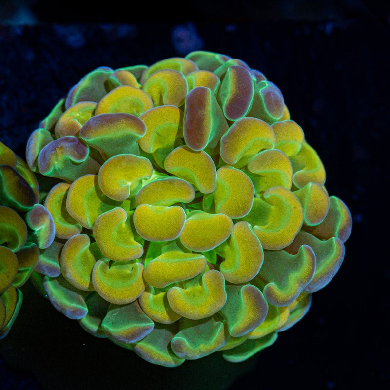 Hologram Hammer Euphyllia Coral with branching fleshy heads in reef aquarium