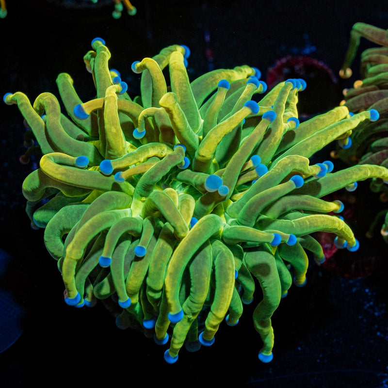 Holy Grail Torch Euphyllia Coral