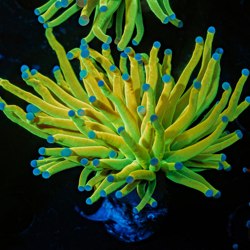 Holy Grail Torch Euphyllia Coral