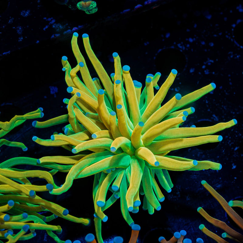 Holy Grail Torch Euphyllia Coral with flowing tentacles in reef aquarium