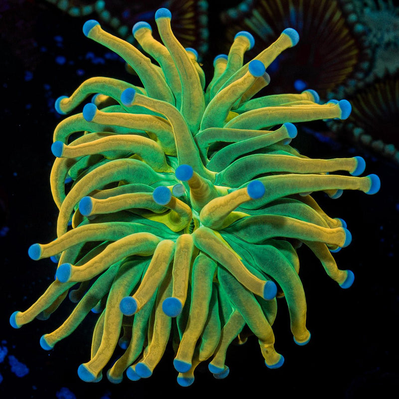 Holy Grail Torch Euphyllia Coral with flowing tentacles in reef aquarium