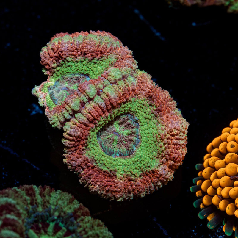 Hulk Smash Asian acan coral with fleshy polyps in reef aquarium