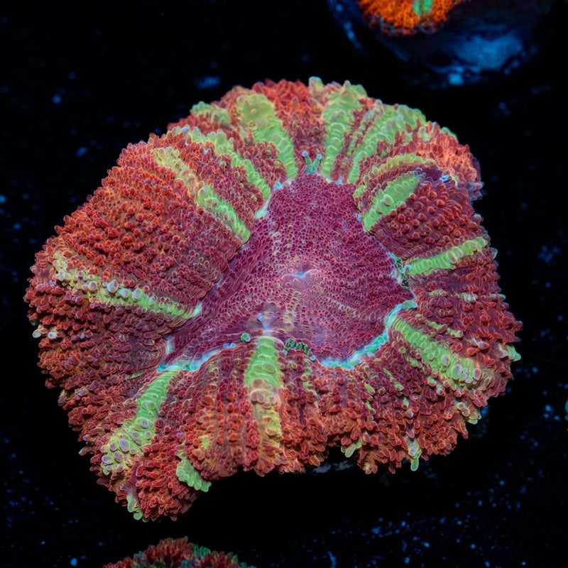 Hypnotic Asian Acan Coral
