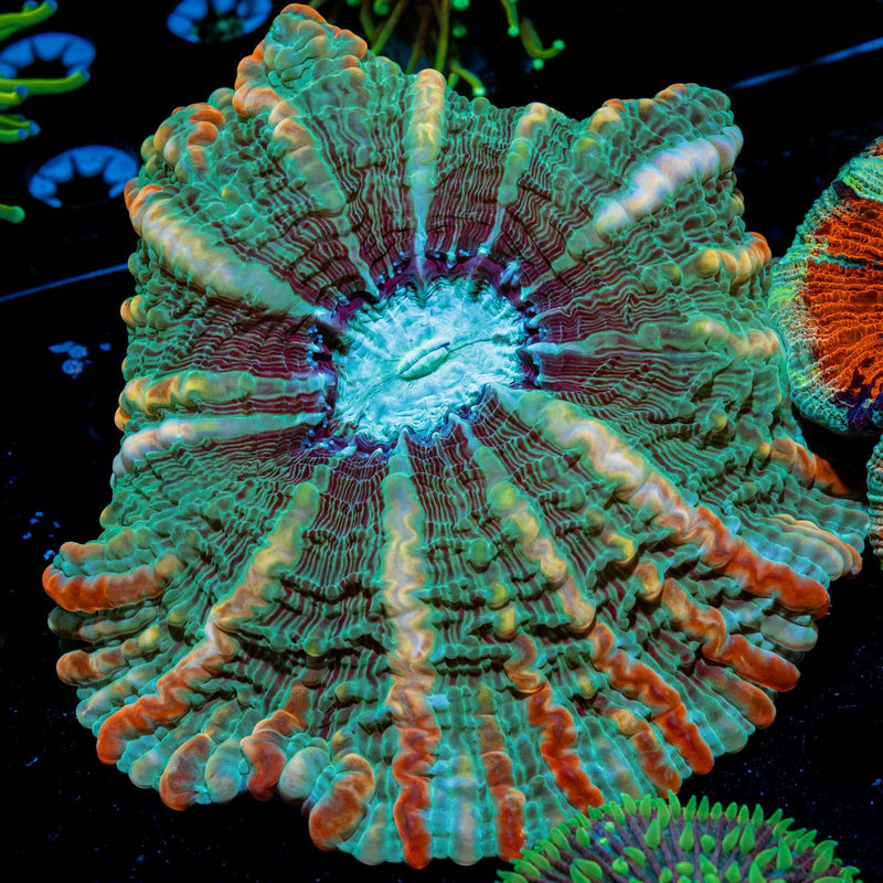 Indophyllia Coral with fleshy open polyp in reef aquarium