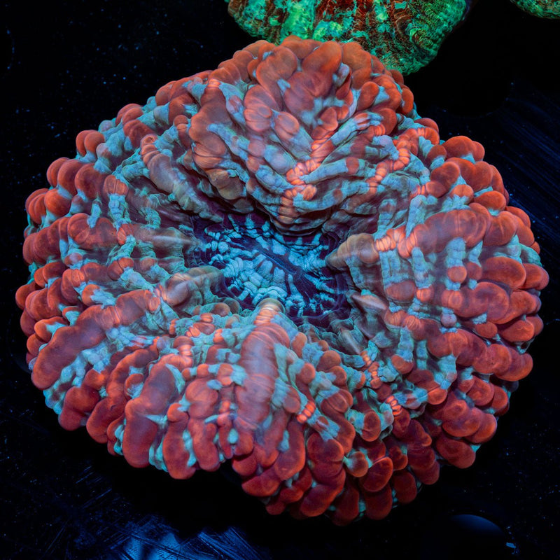 Indophyllia with fleshy open polyp in reef aquarium
