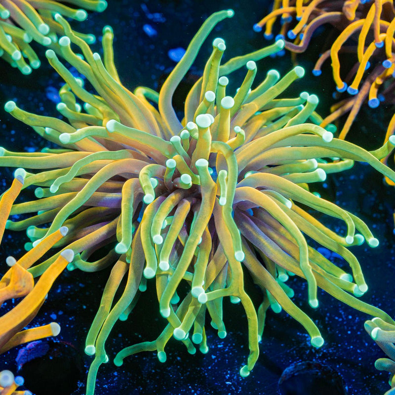 Inferno Torch Euphyllia Coral with flowing tentacles in reef aquarium