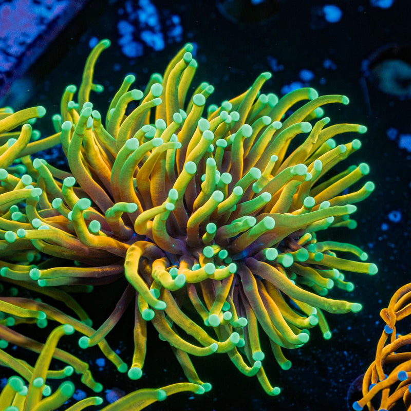 Inferno Torch Euphyllia Coral with flowing tentacles in reef aquarium