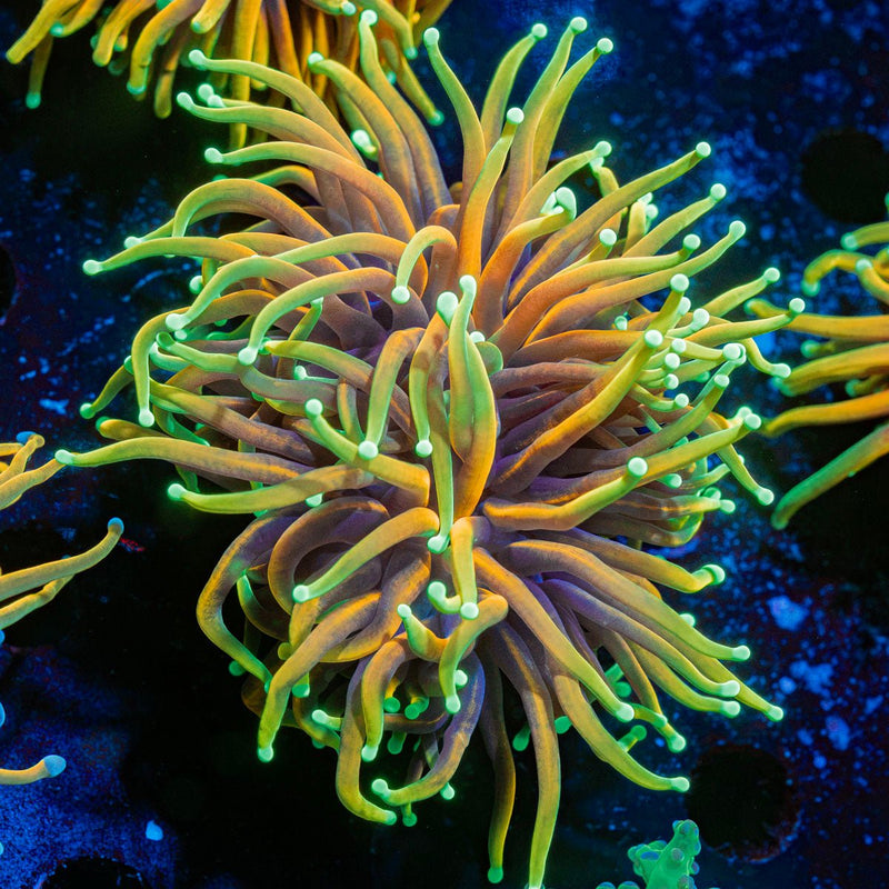 Inferno Torch Euphyllia Coral with flowing tentacles in reef aquarium