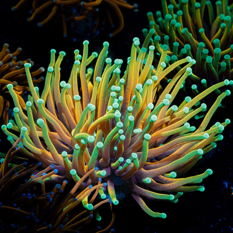 Inferno Torch Euphyllia Coral with flowing tentacles in reef aquarium