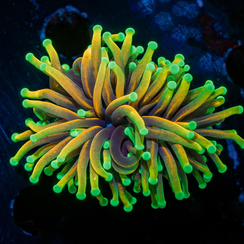 Inferno torch Euphyllia coral with flowing tentacles in reef aquarium