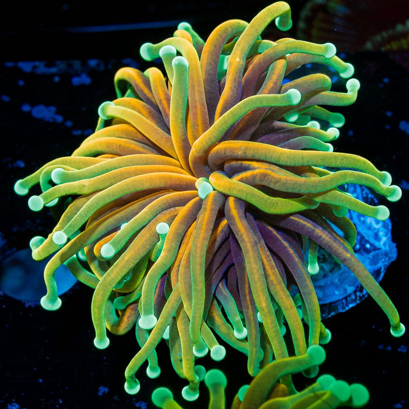 Inferno torch Euphyllia coral with flowing tentacles in reef aquarium