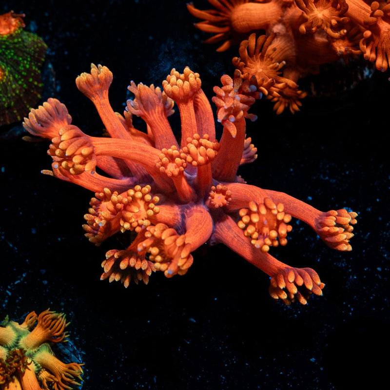 Iron Bandit Goniopora Coral with flower-like polyps in reef aquarium
