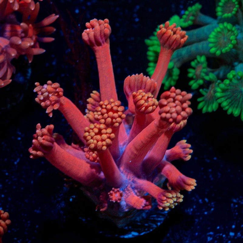 Iron Man Goniopora Coral with flower-like polyps in reef aquarium